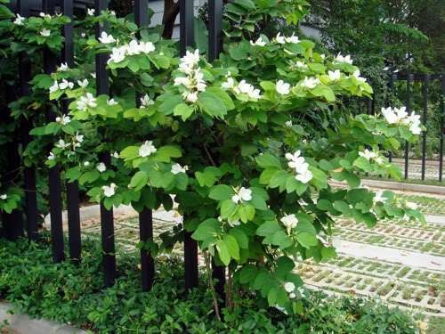 Lyfe Lyfe Co Ltd White Orchid Tree